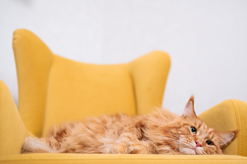 Playful ginger tabby cat lounging on a cozy yellow armchair, showcasing comfort and coziness indoors.